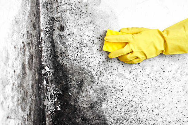 Best Attic Mold Removal  in Greenfield, IN