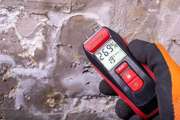 Best Mold Damage Repair  in Greenfield, IN