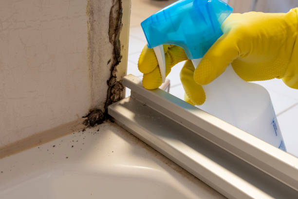 Best Emergency Mold Removal  in Greenfield, IN