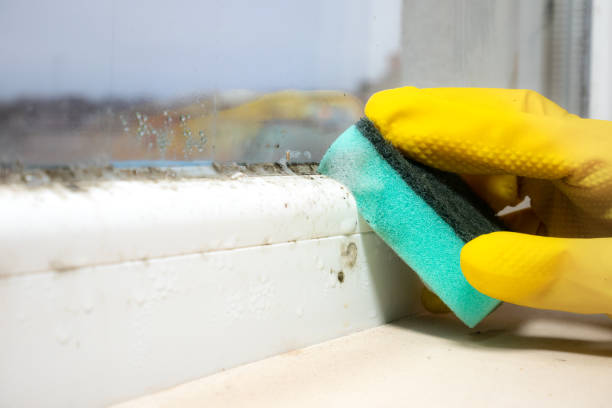 Best Office Mold Removal Services  in Greenfield, IN