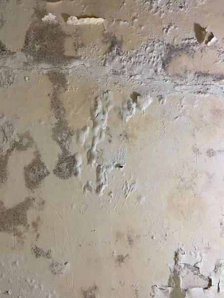 Mold Testing and Removal in Greenfield, IN